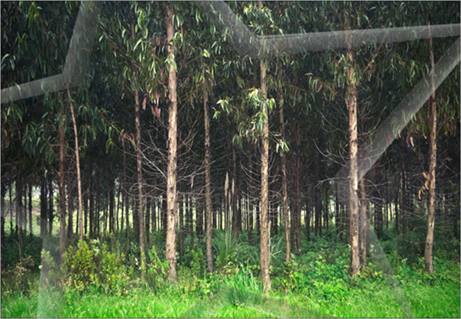 An immortal gem...for any serious collector.
- NIPPON TIMES REVIEW - 
 GYULA TECH PHOTOGRAPHY